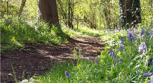 Parkrun comes to Henley