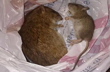 Rat check in village