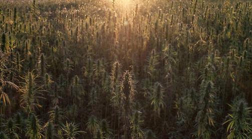 Hemp farm to appeal licence refusal