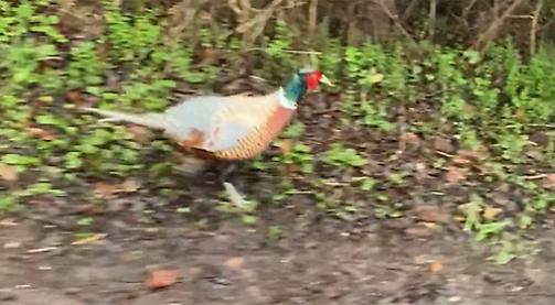Meet Boris, the pheasant with a bad temper