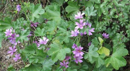 Nature notes