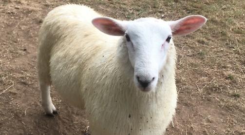Farmer urges dog owners to protect sheep
