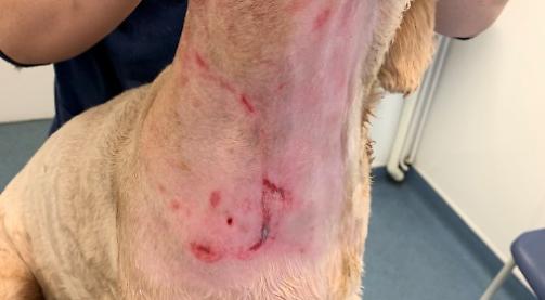 Woman issues warning about couple after dog is attacked on walk