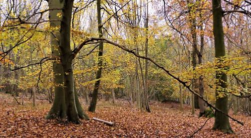 I love walking in woodland among those ever so important trees