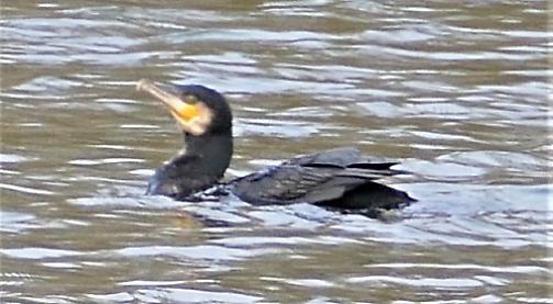 Wildlife is loving Jubilee River diversion even if locals aren’t