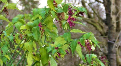 Walks by the river and in rural woodland... and more to come in 2020