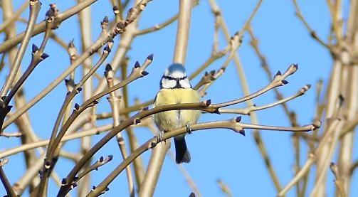 All the signs of an early spring but not all the birds appear happy