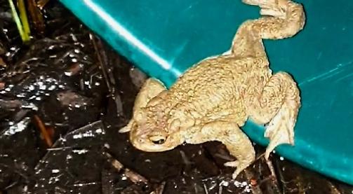 Amorous toads catch crossing volunteers on the hop