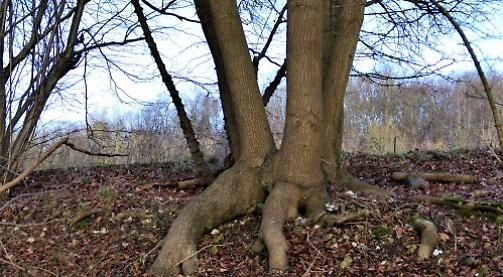 Beautiful and odd-shaped trees ignite my passion for the Chilterns