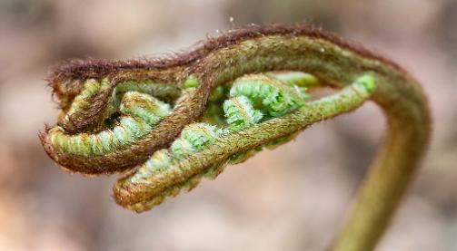 Fiddleheads
