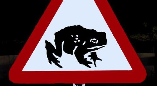 Toad patrol to star at film festival