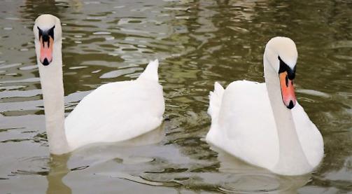 Friendly swans