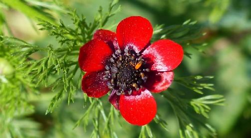 Farming Matters: Hedges helping us and wildlife