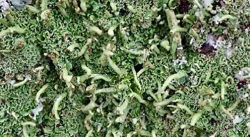 Up close and personal with lichens