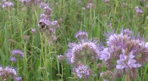 Helping rare wild birds to survive