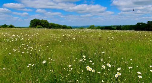 Floral walk...