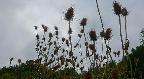 Seeding teasels