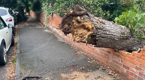 Tree crashes through wall days after council check