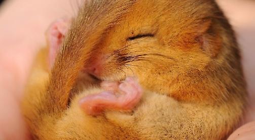 Berkshire, Buckinghamshire and Oxfordshire Wildlife Trust