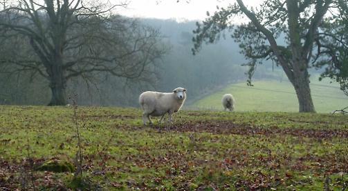 Expectant sheep