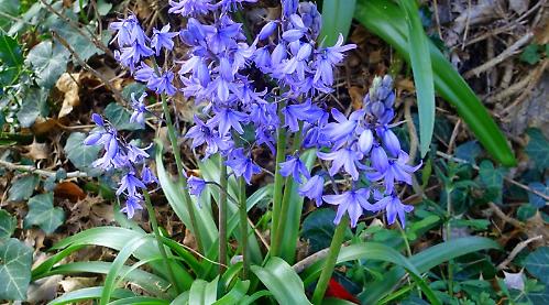 Bluebell walk