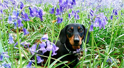 Stranger tried to take our sausage dog from garden