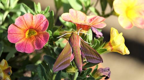 Elephant hawk moth