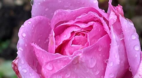 Lovely roses