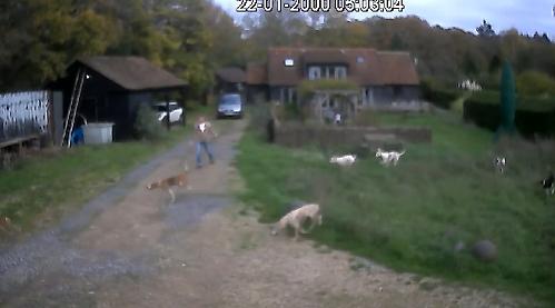 I was invaded by hunt dogs
