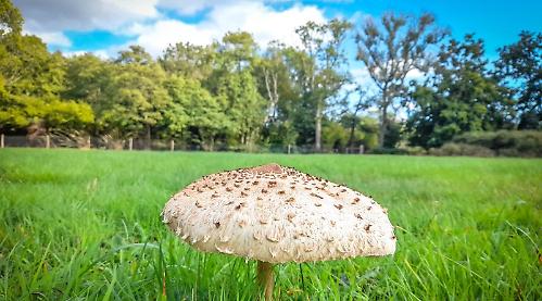 Berkshire, Buckinghamshire and Oxfordshire Wildlife Trust