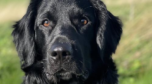 ‘Dog attacked mine but owner didn’t even apologise’