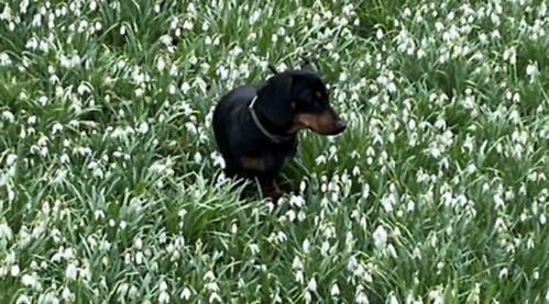 Snowdrops raise record amount