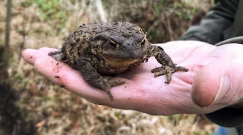 Toads not lazy but too cold to start migrating