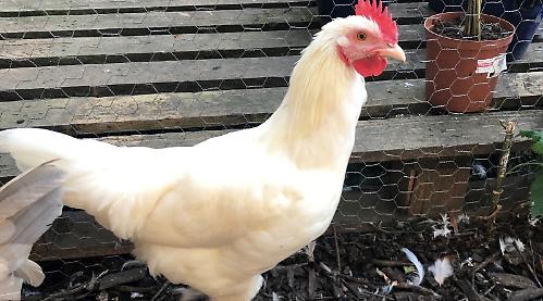 Poultry back at farm show after two-year suspension