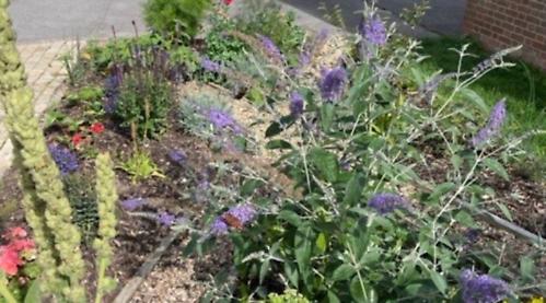 Town won't enter bloom until 2025 