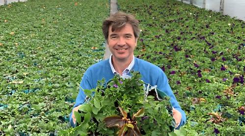 Hanging baskets marking coronation dubbed ‘drab’
