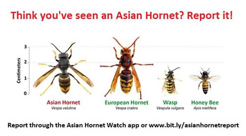 Don’t confuse our European hornet with aggressive, bee-killing Asian invader