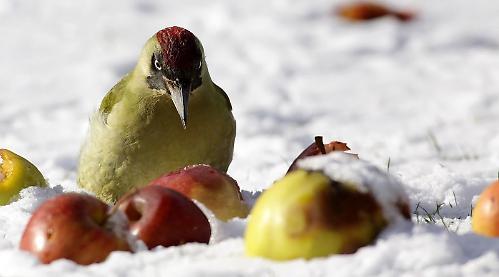 Berkshire, Buckinghamshire & Oxfordshire Wildlife Trust