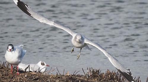 Reading RSPB Group