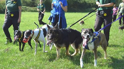 New dog rescue centre with walks on doorstep