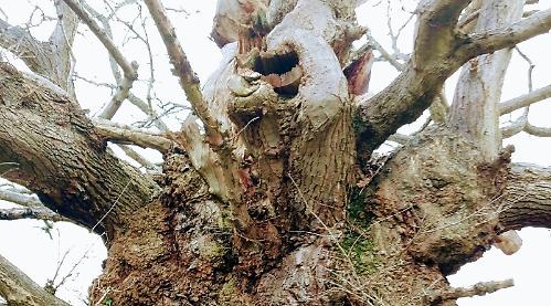 A walk in the woods and gnarled oak that dates back to Civil War