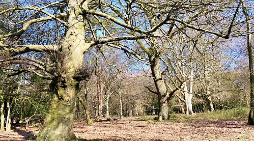 Gorgeous old trees warm my heart on very cold winter’s day