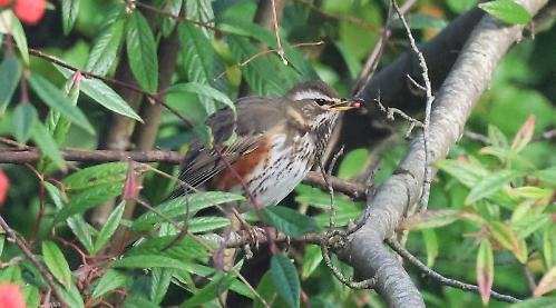 Reading RSPB Group