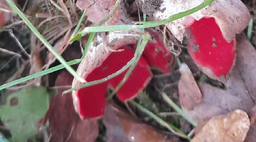 Scarlet fungus hidden in old wood and a beautiful but shy visitor