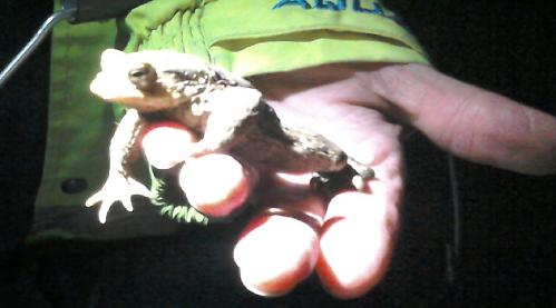 Thousands of spawning toads on Valentine’s night