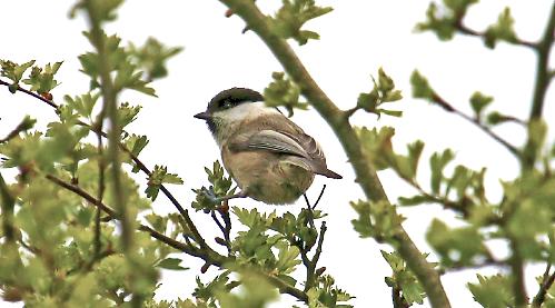 Reading RSPB Group 