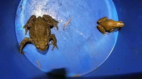 Spawning toads produce four million eggs in pond