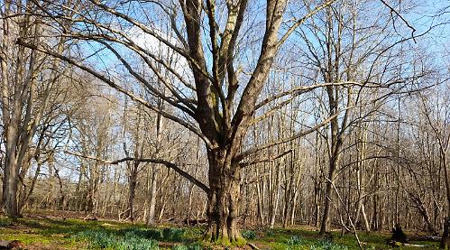 Emergence of spring makes me long for sights and sounds of summer