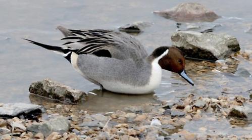 Reading RSPB Group