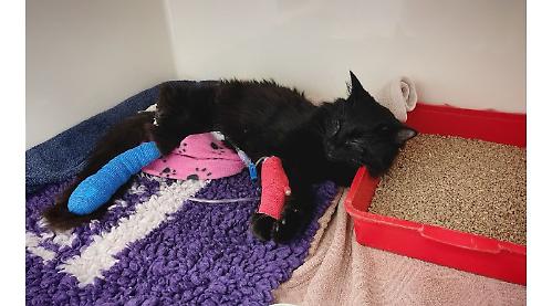 Cat has leg removed after hit and run on busy road
